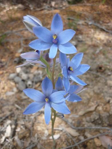 Thelymitra - Blue lady orchid P1150542.JPG